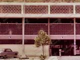 Árbol sembrado por los alumnos del Grupo Estadal Simón Rodríguez de Guarenas, año 1978.