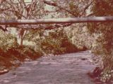 Río Guarenas en el año 1977, muy cerca de la Vega El Paraíso, la famosa Vaquera de Guarenas