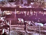 Hato Lechero en el sector La Guarita, contiguo a la Hacienda El Pabelo, Guarenas, año 1978. Muy cerca estuvo la Hacienda El Paraíso, la famosa Vaquera de Guarenas