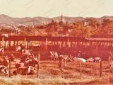 Hato Lechero en el sector La Guarita, contiguo a la Hacienda El Pabelo, Guarenas, año 1978. Muy cerca estuvo la Hacienda El Paraíso, la famosa Vaquera de Guarenas