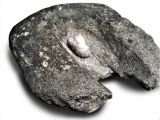 Piedra de moler de la familia García Chapellín, usada en Guarenas desde 1898 hasta 1913.