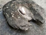 Piedra de moler de la familia García Chapellín, usada en Guarenas desde 1898 hasta 1913.