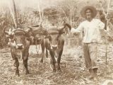 Estanislao García, agricultor de la Hacienda Maturín, Guarenas, Miranda, Venezuela, año 1942