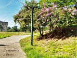 Parque Negro Primero (antes Tito Cardozo), Urb. Manuel Martínez Manuel (Trapichito), Guarenas, octubre 2020.