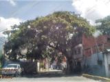 Samán de La Plazoleta, esquina de las calles Ambrosio Plaza y Monagas, Pueblo Arriba de Guarenas, año 2021.