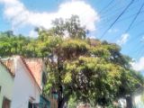 Samán de La Plazoleta, esquina de las calles Ambrosio Plaza y Monagas, Pueblo Arriba de Guarenas, año 2021.