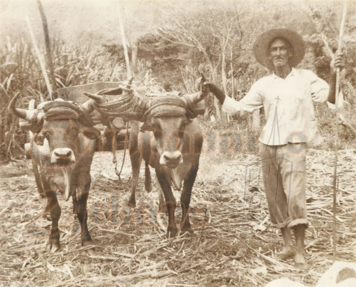 Estanislao García, agricultor de la Hacienda Maturín, Guarenas, Miranda, Venezuela