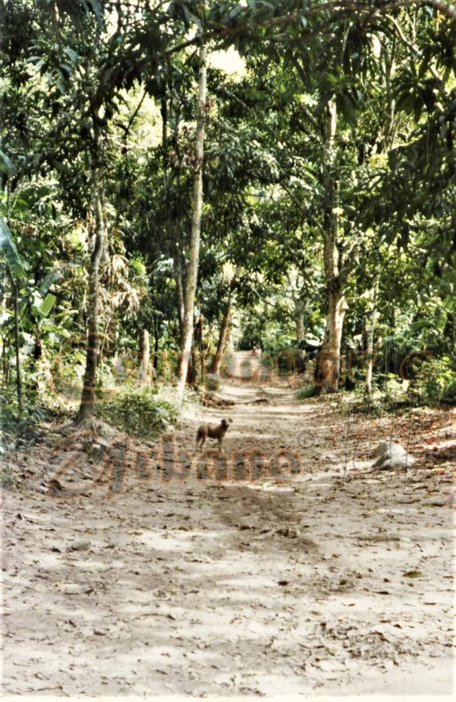 Camino hacia Curupao, década 1980