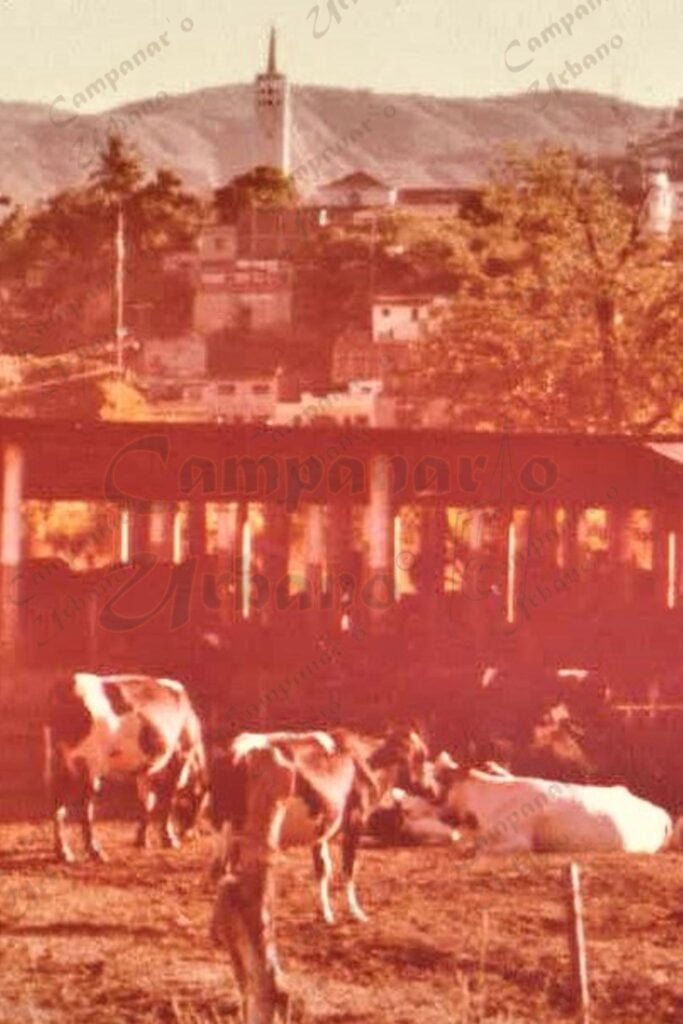 Hato Lechero en el sector La Guarita, contiguo a la Hacienda El Pabelo, Guarenas, año 1978. Muy cerca estuvo la Hacienda El Paraíso, la famosa Vaquera de Guarenas