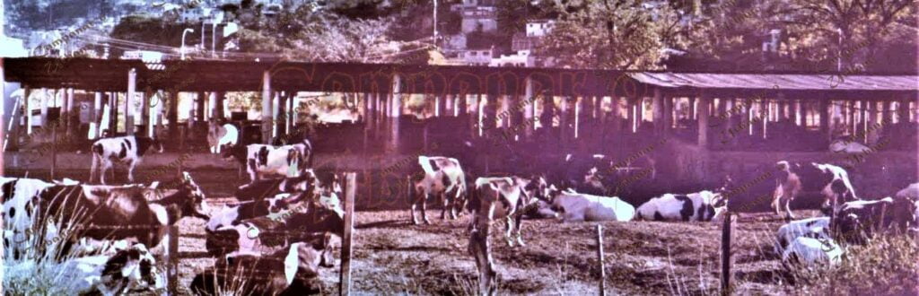Hato Lechero en el sector La Guarita, contiguo a la Hacienda El Pabelo, Guarenas, año 1978. Muy cerca estuvo la Hacienda El Paraíso, la famosa Vaquera de Guarenas