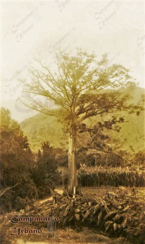 Árboles emblemáticos de Guarenas. La Ceiba de Guarenas, o Cumaca en lengua indígena, por el paso del río frente a La Guairita, década 1950.