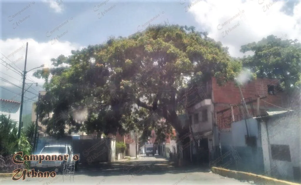 Árboles Emblemáticos de Guarenas