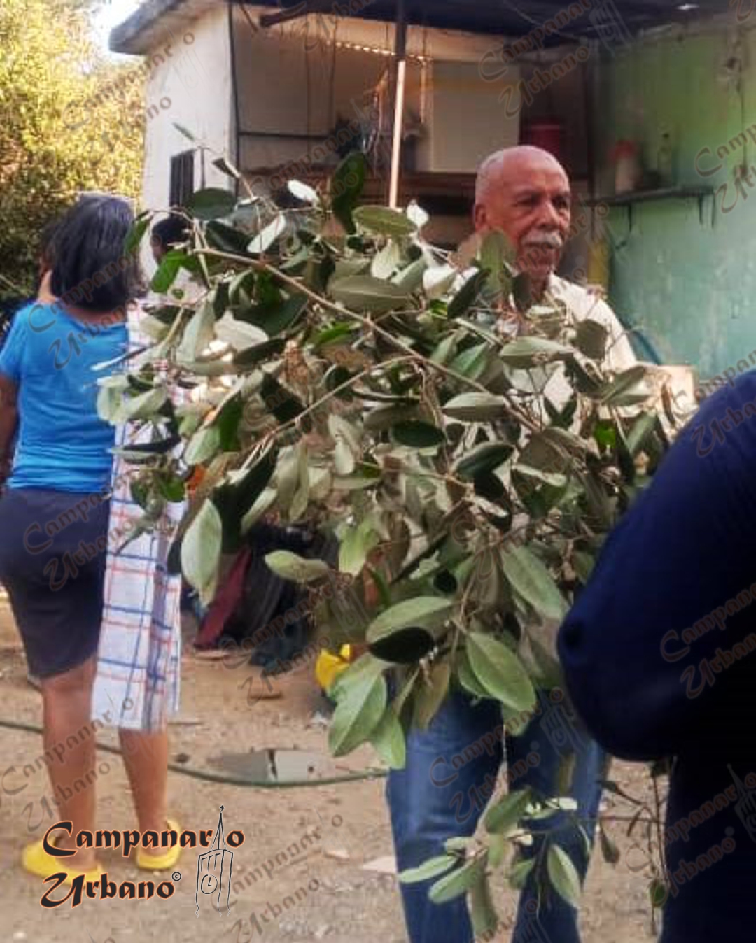 Carlos Muro durante el corte del olivo en Guarenas. Viernes, 11 de abril de 2025.