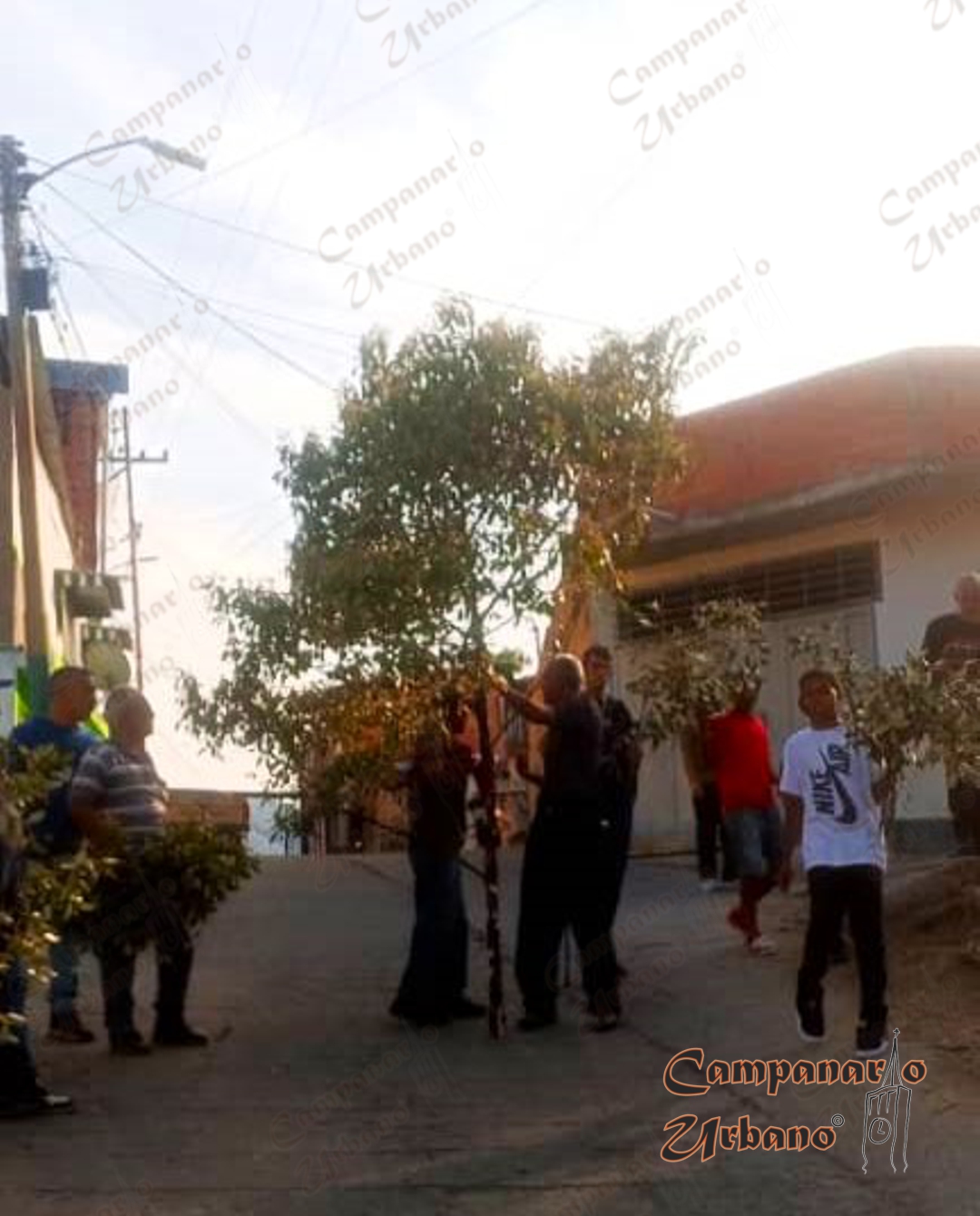 Corte del olivo en Guarenas. Viernes, 11 de abril de 2025.