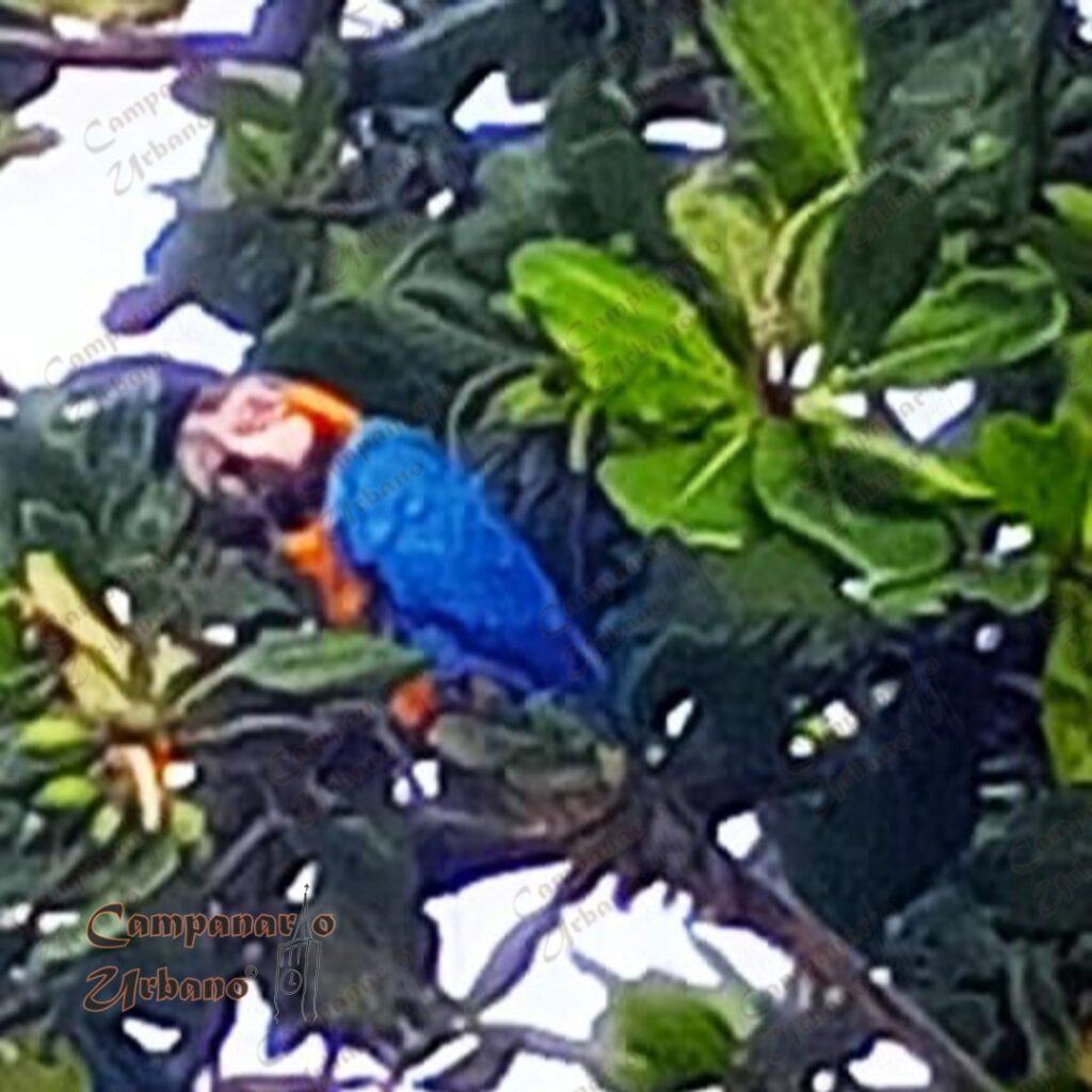 Guacamayas en los almendrones de la Plaza la Candelaria de Guarenas, 1ro. de mayo de 2025.