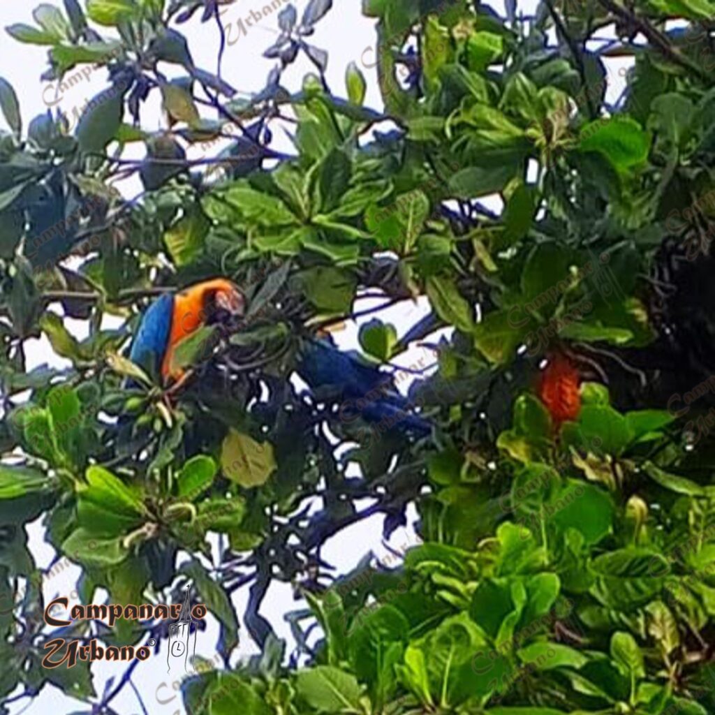 Guacamayas en los almendrones de la Plaza la Candelaria de Guarenas, 1ro. de mayo de 2025.