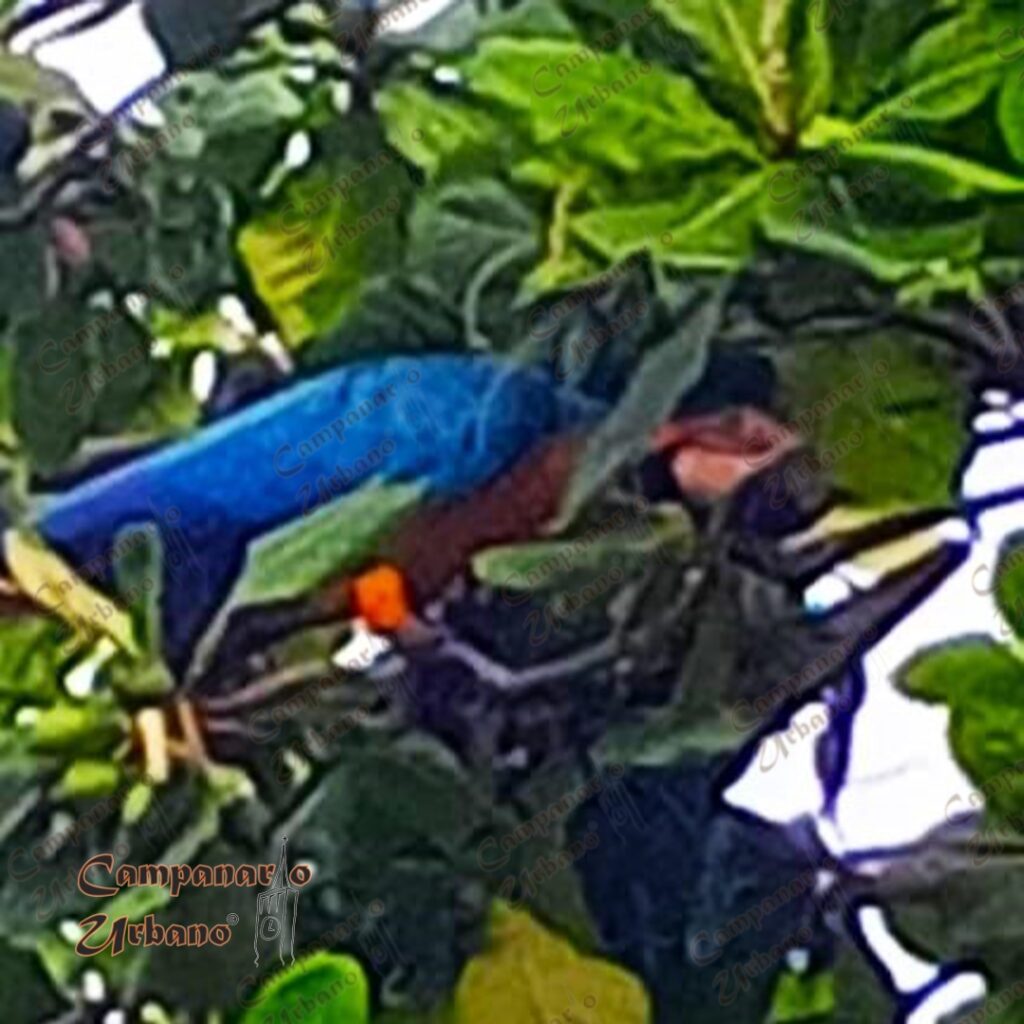 Guacamayas en los almendrones de la Plaza la Candelaria de Guarenas, 1ro. de mayo de 2025.