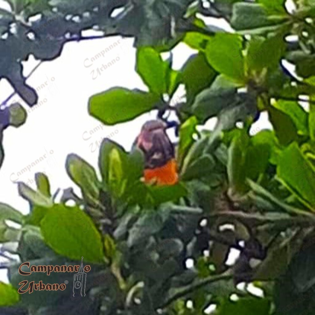 Guacamayas en los almendrones de la Plaza la Candelaria de Guarenas, 1ro. de mayo de 2025.