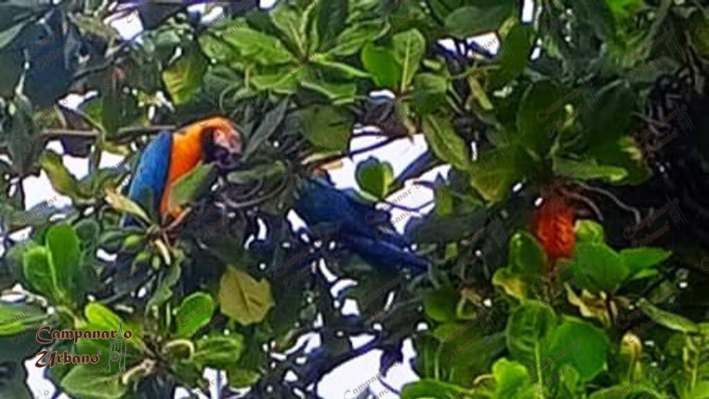 Las Guacamayas de la Candelaria de Guarenas