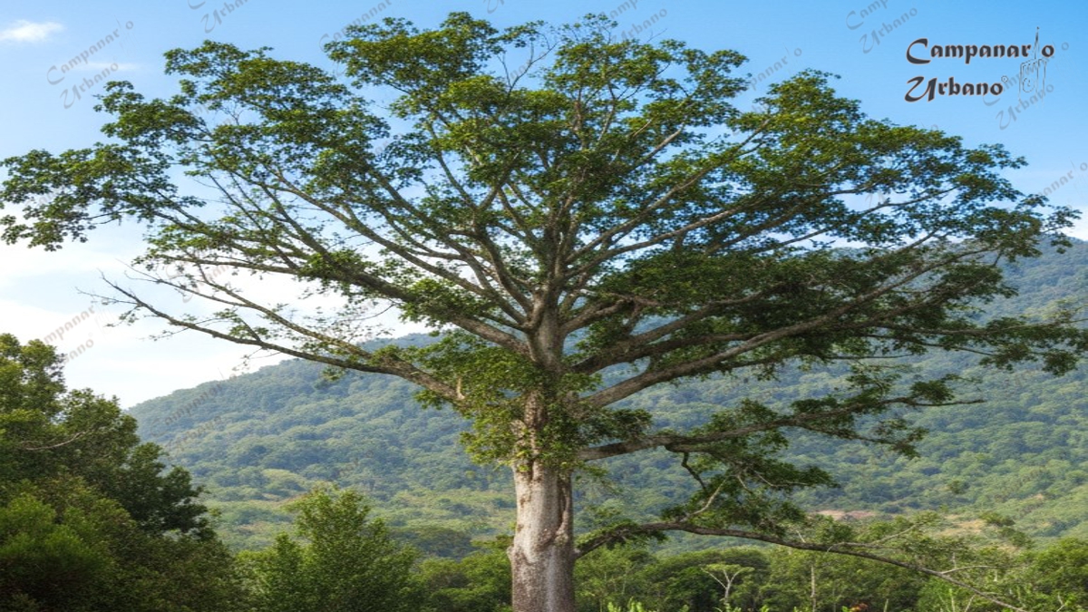 La ceiba de Guarenas. Imagen mejorada con IA.