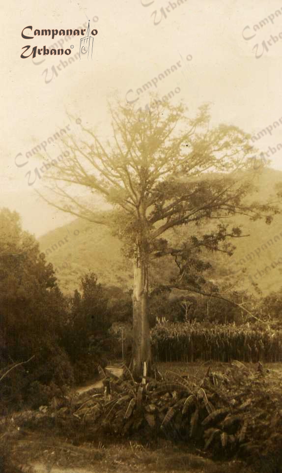 La ceiba de Guarenas, década de 1940. Fotografía real.