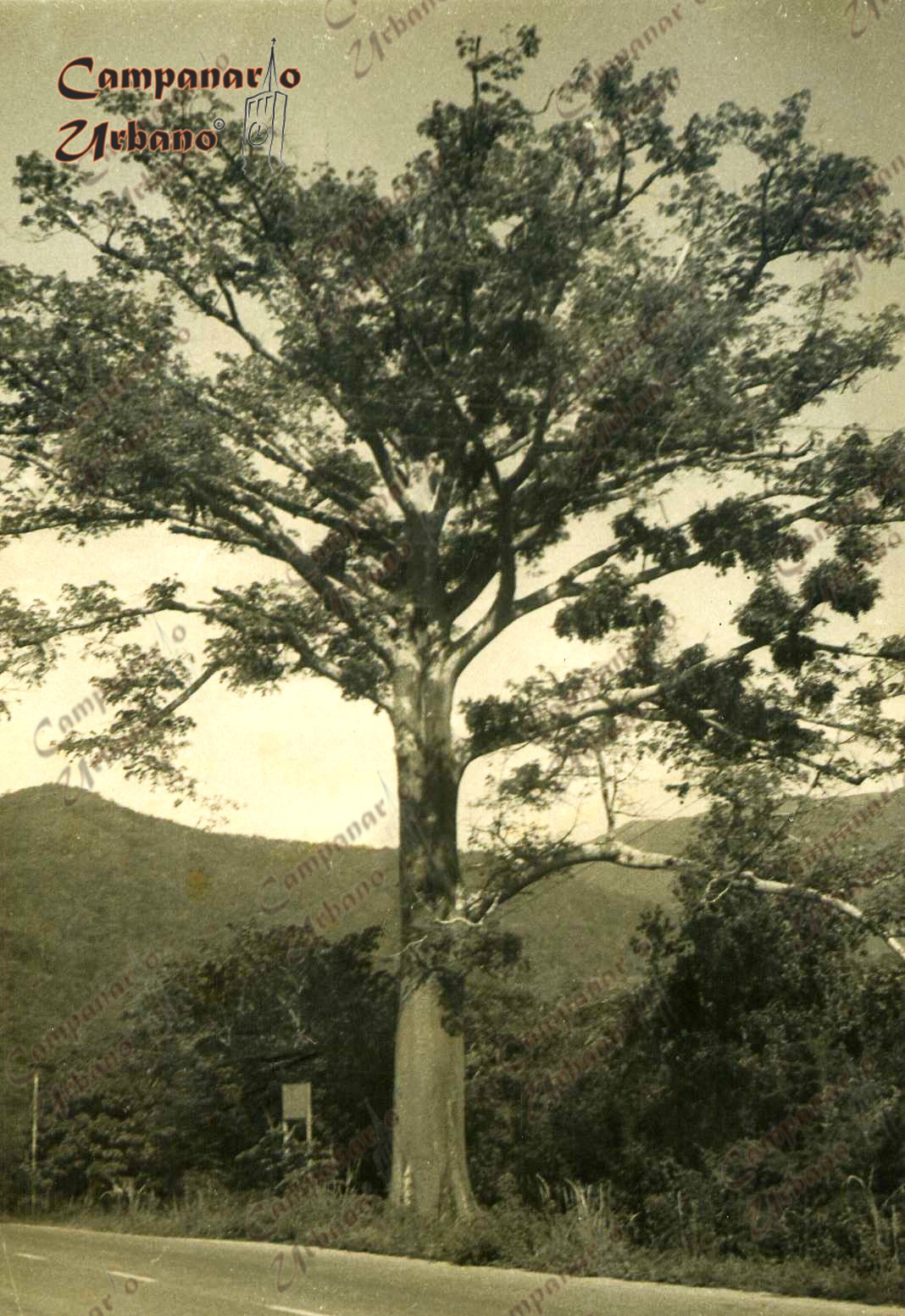 La ceiba de Guarenas, década de 1960. Fotografía real.